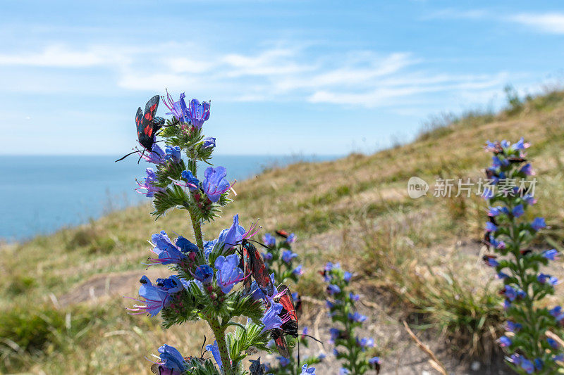 在多塞特海岸，黑斑和赤斑斑蝶(Zygaena filipendulae)聚集在一朵花上